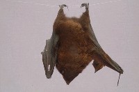 臺灣狐蝠藏品圖，第4張